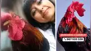 ¿Quién se llevó a Carmelo? Rescatista denuncia que secuestraron a su gallo y quiere respuestas