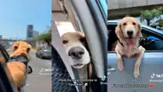Taxista sale a trabajar con su perrito de copiloto y conmueve a pasajera: “Qué hermoso”