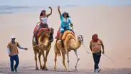 ¿Quieres conocer camellos en Ica? Conoce cómo llegar y cuánto cuesta vivir esta aventura