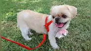 Familia pide ayuda para encontrar a su mascota perdida en El Agustino