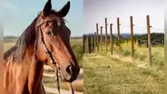 Mujer intenta salvar a caballo que quedó atorado en cerca eléctrica y ambos mueren en el acto