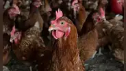 Confirman primer brote de gripe aviar en aves de corral en Chile