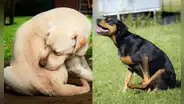 ¿Sabías que los perros no solo arrastran su trasero en el piso por parásitos? Conoce los motivos