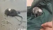 Joven rescató a ardilla bebé moribunda tras intensas lluvias por ciclón Yaku en Piura