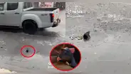 ¡Como en el cine! Captan a roedor en plena lluvia y usuarios reaccionan: "Te entiendo, chefcito"