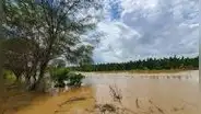 Desborde del río Piura causa pérdidas de 7 millones de soles a agricultores de la región