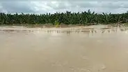 Río Piura se desborda y arrasa más de 690 hectáreas de cultivos de banano orgánico y mango