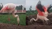 Flamencos son captados comiendo en chacras de la ciudad de Arequipa: ¡qué hermoso!