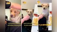 Perrito se indigna y reclama a su dueño que le ponga ketchup a sus papas fritas: "¡Respétame!"