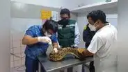 Rescatan boas, iguanas y zarigüeyas afectadas por las lluvias en Piura