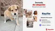 ¡Cachorritos en busca de hogar! Participa este 18 de marzo en súper jornada de adopción en San Isidro