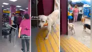 Perrito ingresa a un Tambo y se lleva un chocolate: “La situación está crítica”