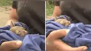 Gatito es rescatado vivo del huaico que azotó el poblado de San Jacinto en Áncash