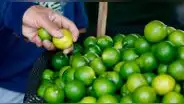 Precio del limón baja y llega a S/8 en mercados por mayor stock
