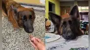 ¿Pueden los perros comer chocolate y qué pasa si lo hacen?