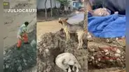 Vecinos rescatan animales abandonados por familias y afectados por los huaicos en Lima