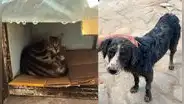 Los animales también sufren por los huaicos: piden apoyo para perros y gatos rescatados