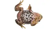 Descubren en Perú al 'Espíritu del Mantaro', una especie de rana nunca antes vista