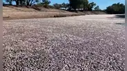 “Es horrible”: millones de peces muertos por intensa ola de calor bloquean un río australiano