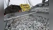Más del 90% de peruanos cree que el Mar de Grau está sobreexplotado