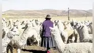 Agricultores y ganaderos de Puno en crisis por falta de lluvias