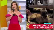 Janet Barboza se compromete a curar a perrito herido por huaico en Jicamarca: "Situación dolorosa"