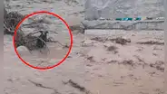 Huaico en Canta: perrito se aferra a la vida en el río Chillón tras ser arrastrado por masa de lodo