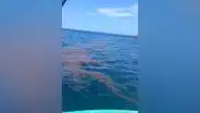 Pescadores de Piura reportan nuevo derrame de petróleo en Los Órganos