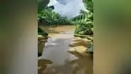 Bananeros de Piura pierden más de un millón de soles tras inundación de 60 hectáreas de plantaciones