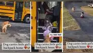 Perrito ayuda a una niña a cargar su mochila y es amado en redes sociales: “es un gran perro”