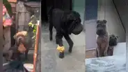 Tienen fracturas y sarna: denuncian a sujeto por maltratar y lucrar con perros shar pei y bulldog