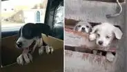 Sin alimentos: piden ayuda para dar comida a perros y gatos rescatados de las calles