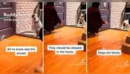 Perrito callejero ingresa por primera vez a su nuevo hogar y tiene conmovedora reacción