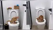 Gatito se hace viral en TikTok porque aprende a usar el baño