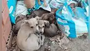 Cinco perritos buscan hogar: cachorros fueron encontrados en parque de Los Olivos