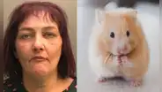 Por torturar y comerse a un hámster que tenía como mascota, mujer fue condenada a prisión