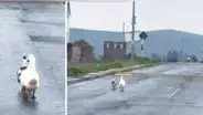 "Dejen pasar": chofer se encuentra con una pareja de patos y toma una inesperada decisión