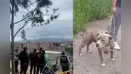 Perro mata a hombre de 60 años y deja a 3 personas heridas en Arequipa