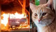 Quemados, asfixiados y calcinados: sujetos incendian albergue con 50 gatitos dentro