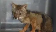 Zorro de 3 meses es rescatado tras estar cautivo en un domicilio en Áncash