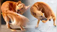 ¿Por qué los perros se muerden su propia cola? Esta es la verdadera razón