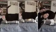 Gatito sorprende en TikTok con su gran habilidad para bailar flamenco y enamora a más de uno