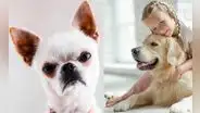 Los perros tienden a sentir rencor por quienes son malos con su familia, según estudio