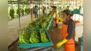 Venta de alimentos orgánicos movilizaría US$294.000 millones este año a nivel mundial