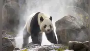 Paleontólogos chinos descubren al panda gigante carnívoro
