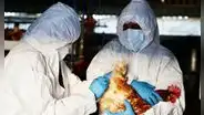 Chile anuncia primer caso humano de gripe aviar: se trata de un hombre de 53 años