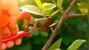 Por primera vez, científicos detectan los 'gritos' de las plantas cuando son cortadas