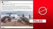 No, imágenes no muestran un supuesto tiburón blanco varado en Pimentel, Chiclayo
