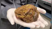 Hallan en el Ártico el cadáver congelado de una ardilla de hace 30.000 años
