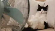 ¿Cómo combatir el calor en las mascotas y qué razas tienen más problemas con este?